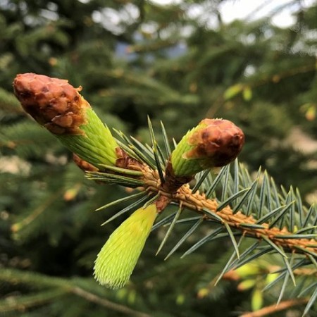 Winterlong Spruce Tip Ale Returning This Week