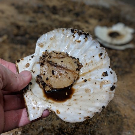 Wheelhouse Brewing and Coastal Shellfish Releasing Great Bear Scallop Stout